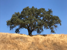 Valley oak in landscape
