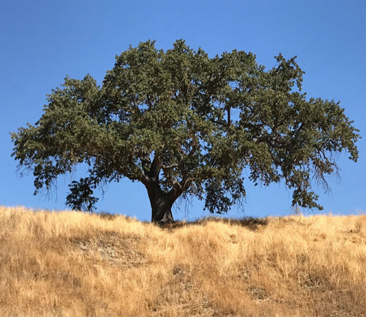 Valley oak in landscape