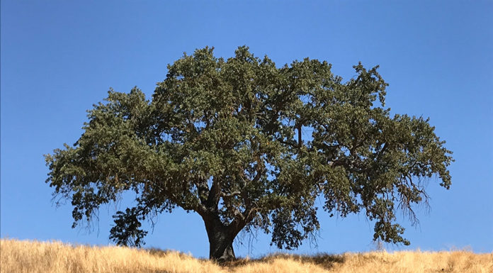 Valley oak in landscape