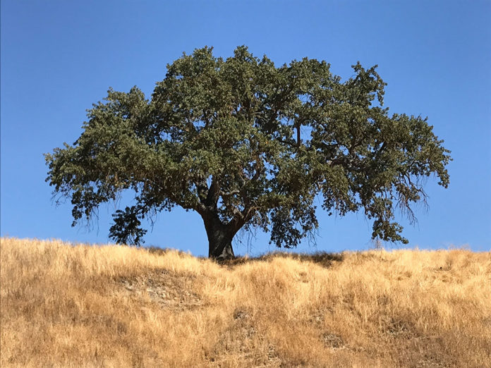 Valley oak in landscape