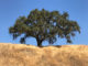 Valley oak in landscape