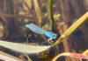 Common blue damselfly