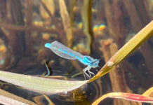 Common blue damselfly