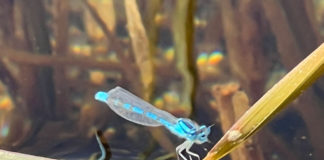 Common blue damselfly