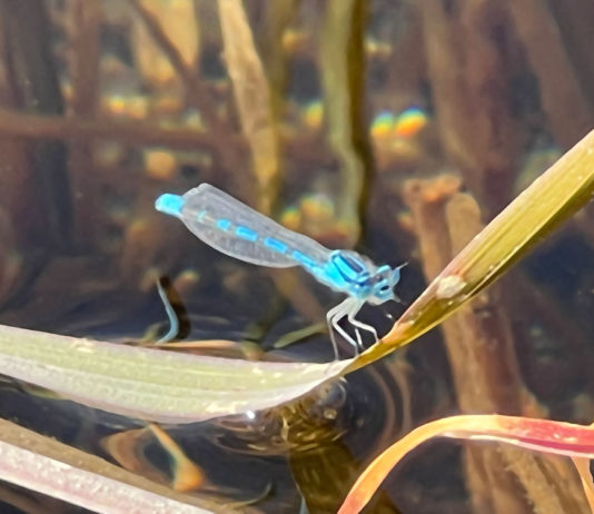 Common blue damselfly