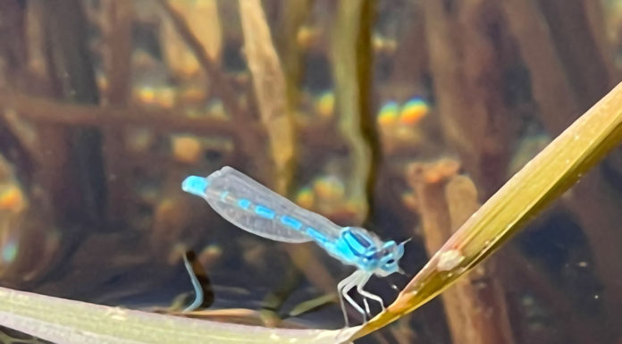 Common blue damselfly