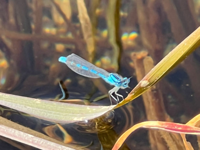 Common blue damselfly
