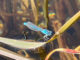 Common blue damselfly