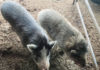 Pigs in a pen