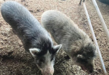Pigs in a pen
