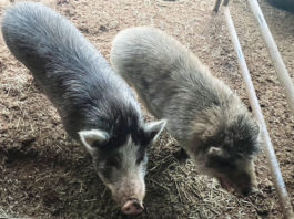 Pigs in a pen