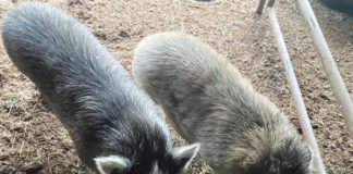 Pigs in a pen