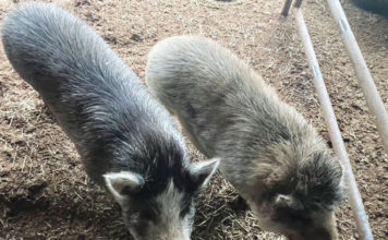 Pigs in a pen