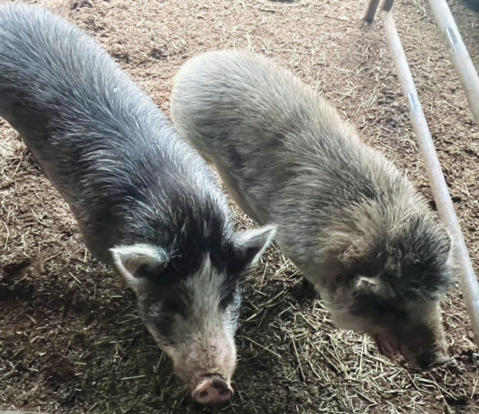 Pigs in a pen