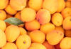Flat of market apricots