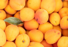 Flat of market apricots