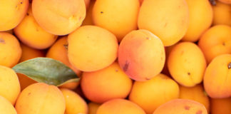 Flat of market apricots