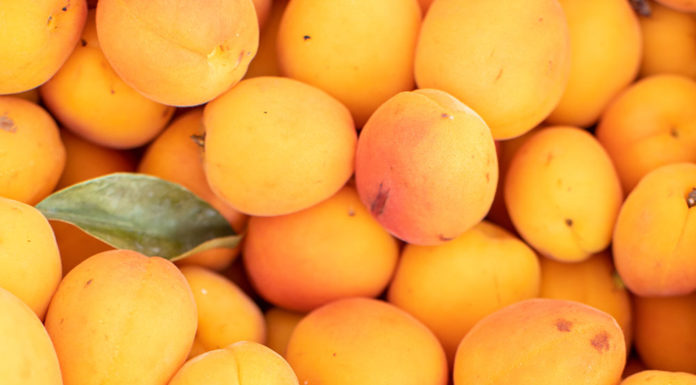 Flat of market apricots