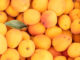 Flat of market apricots