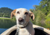 Solito the River Dog