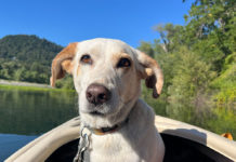 Solito the River Dog