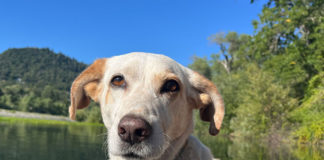 Solito the River Dog
