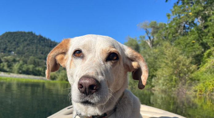 Solito the River Dog