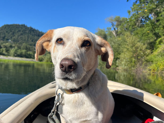 webLETTERS-2-HBT-2533 Solito the River Dog