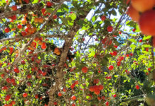 Prune orchard