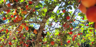 Prune orchard