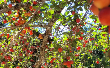 Prune orchard