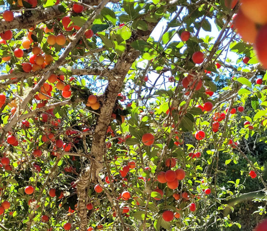 Prune orchard