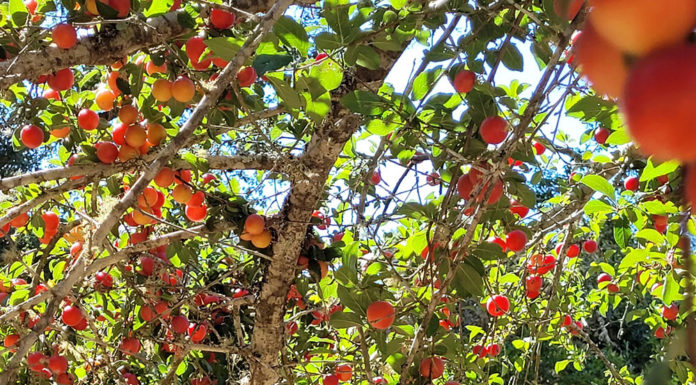 Prune orchard