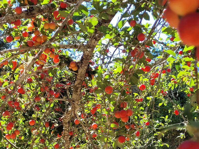Prune orchard