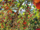 Prune orchard