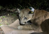 collared mountain lion