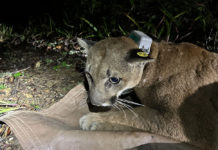 collared mountain lion