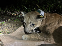 collared mountain lion