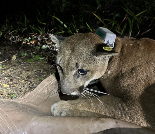 collared mountain lion