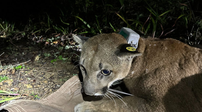 collared mountain lion