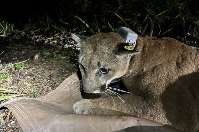 collared mountain lion