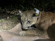 collared mountain lion