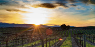 The Rise of Wine Country Casinos: Blending Luxury, Leisure and Luck Best online casinos