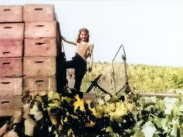 Back when, Fitch Mountain was a wild game refuge… girl in grape harvest truck