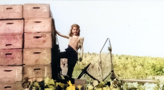 Back when, Fitch Mountain was a wild game refuge… girl in grape harvest truck