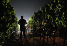 Farm + Market: Rhythms of the harvest Pre-dawn harvest in Healdsburg's Alexander Valley