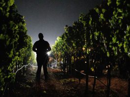 Farm + Market: Rhythms of the harvest Pre-dawn harvest in Healdsburg's Alexander Valley