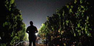 Farm + Market: Rhythms of the harvest Pre-dawn harvest in Healdsburg's Alexander Valley