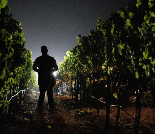 Pre-dawn harvest in Healdsburg's Alexander Valley