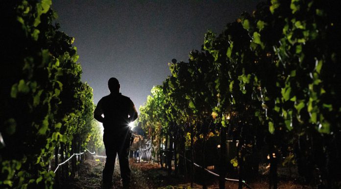 Farm + Market: Rhythms of the harvest Pre-dawn harvest in Healdsburg's Alexander Valley